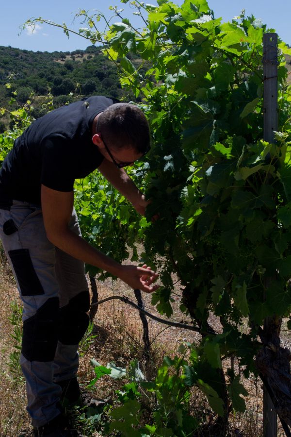 vermentino di gallura