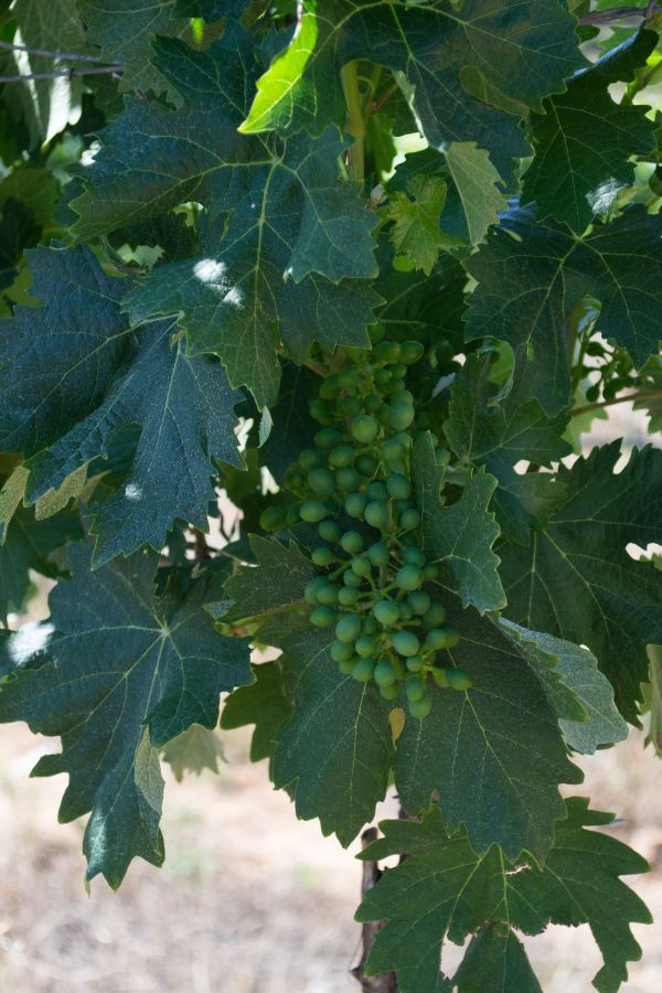 vermentino di gallura