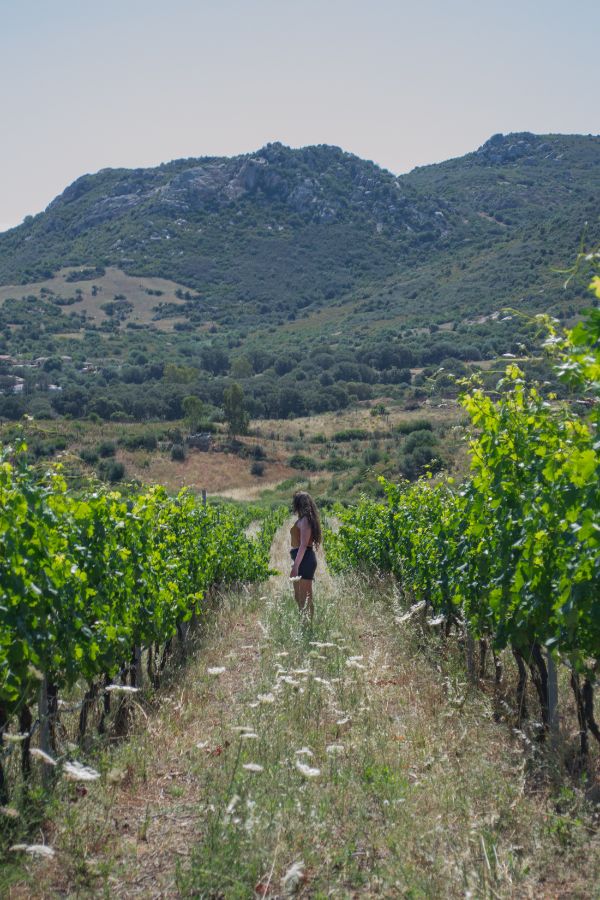 vermentino di gallura